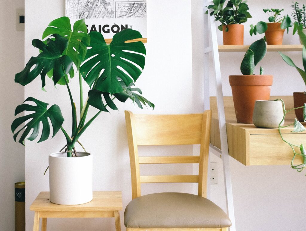 there are some indoor plants and a chair