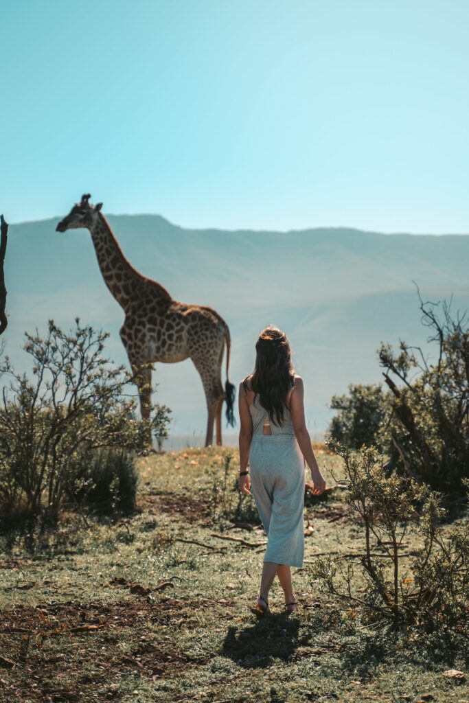 A lady walking towards a Giraffe