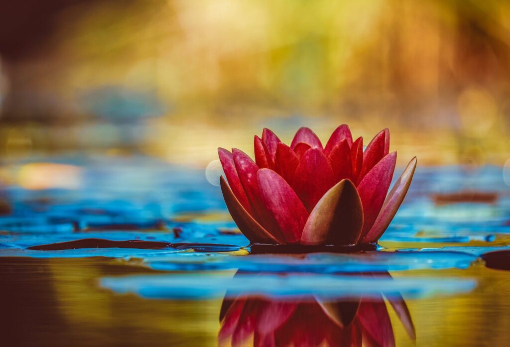 A waterlily flower on a pond 
