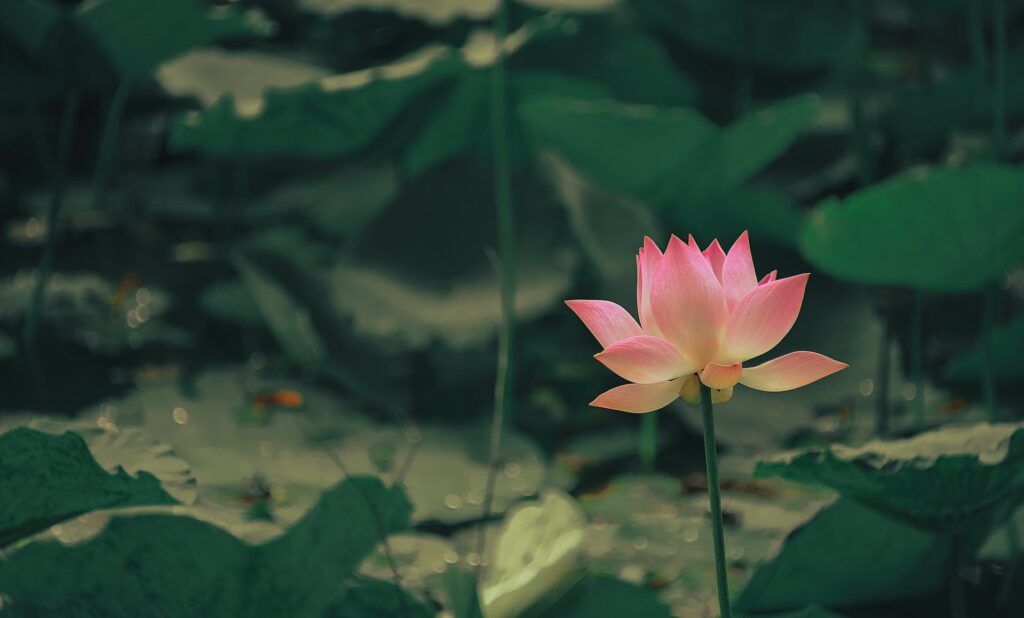 A pink lotus flower in closeup view