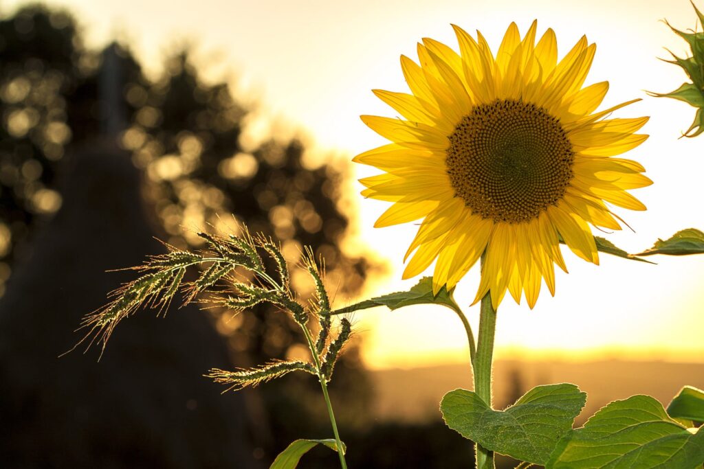 Sunflowers are flowers that represent self-growth