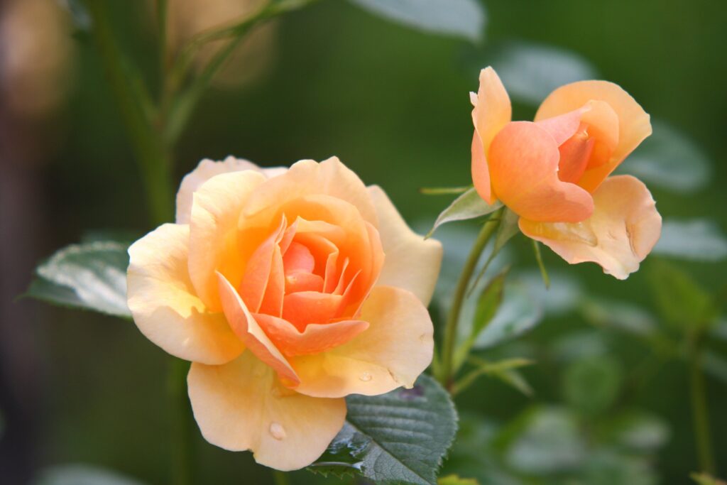 A closeup photograph of two rose flowers