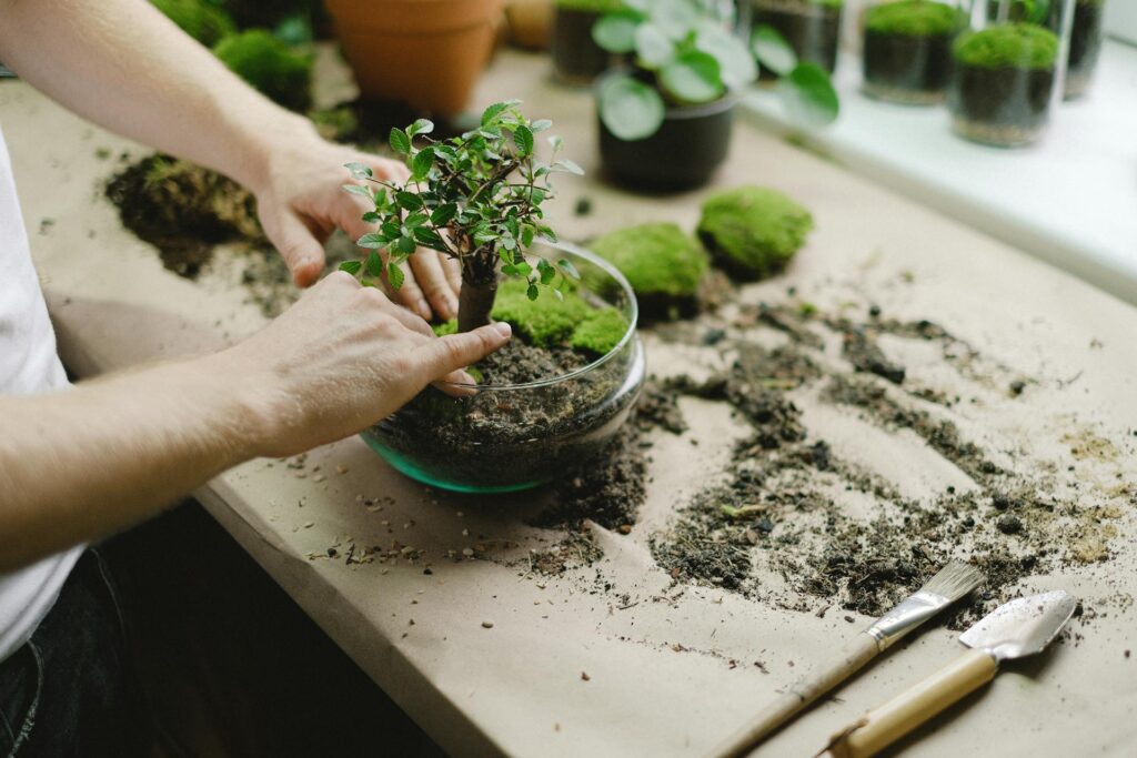 A face cropped man planting a bonsai plant in a glass bowl