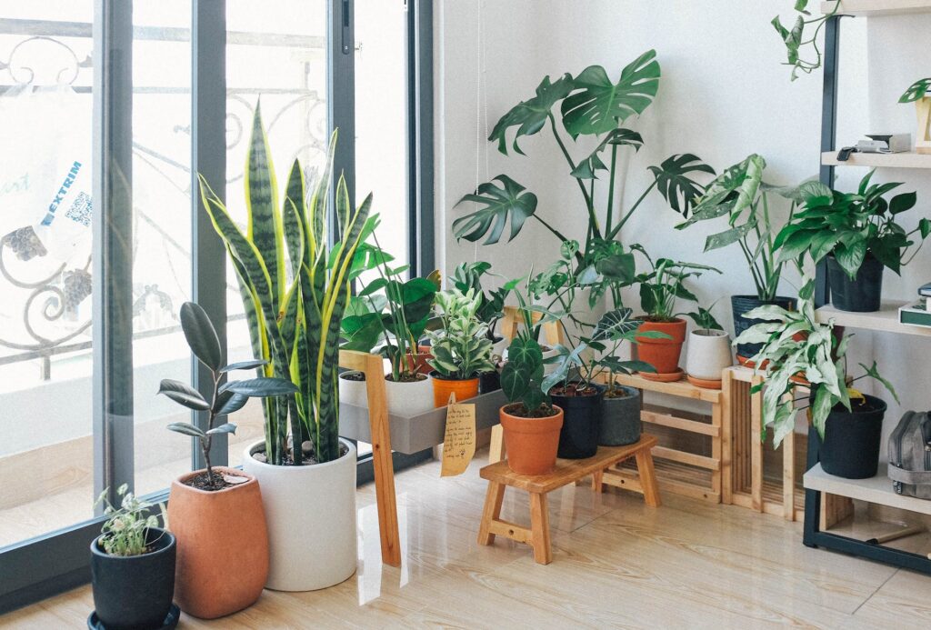 Indoor plant corner of a house