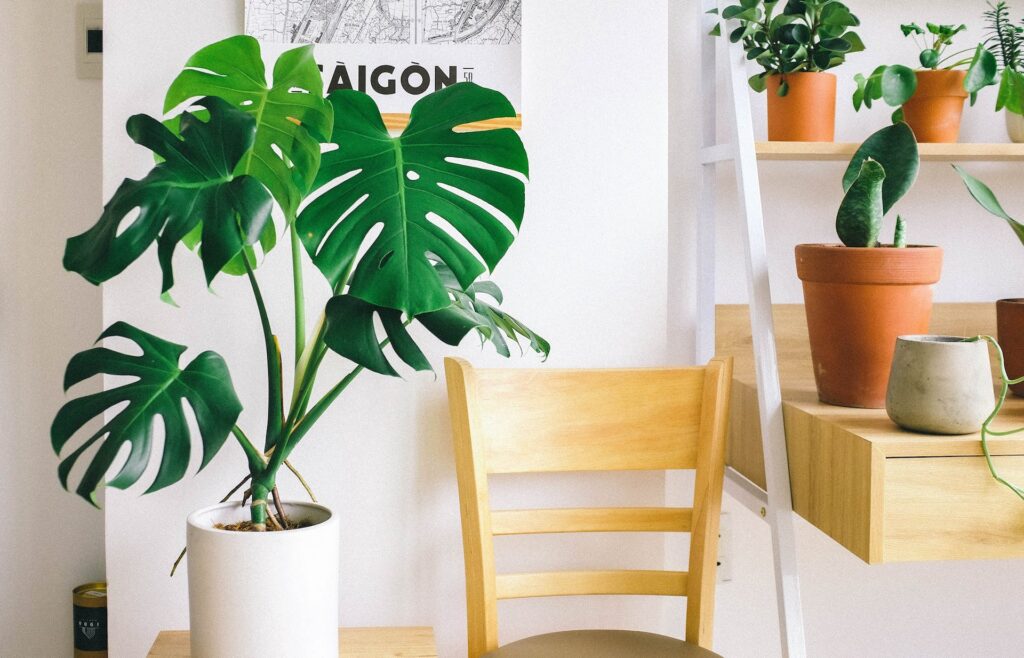A indoor plant near a chair
