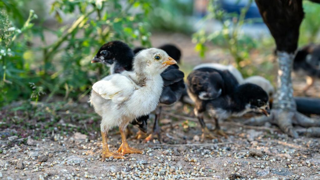 Raising chickens in the backyard is one of the best urban homesteading ideas